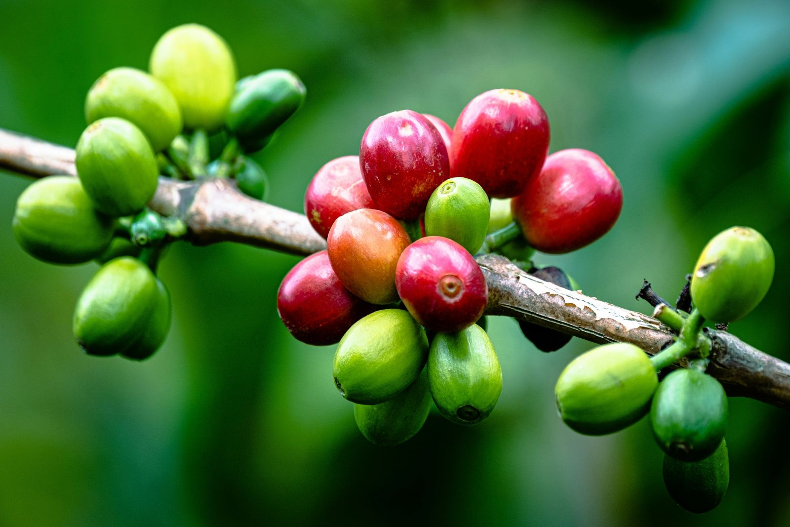 Coffee Prices Soar as Supplies Tighten